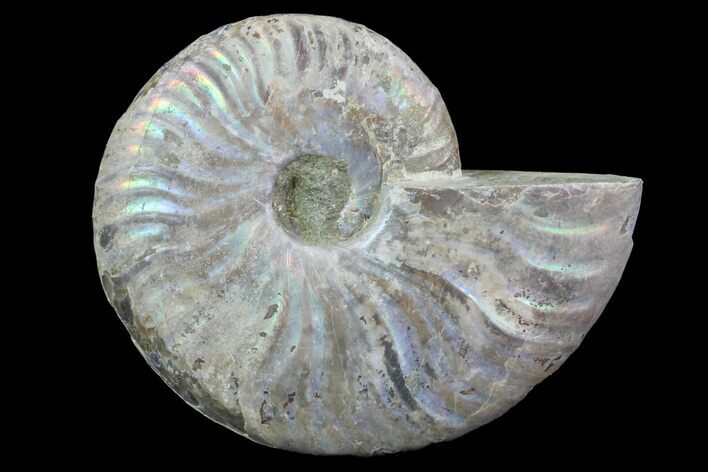 Silver Iridescent Ammonite - Madagascar #70051
